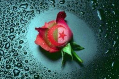 1.2.3 viva l'algerie